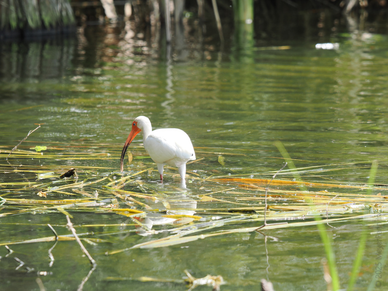 Caught in the act! This white ibis proves lunch is better when it's fresh—and requires a little skillful fishing. Who else is ready for a riverside snack? Caught in the act! This white ibis proves lunch is better when it's fresh—and requires a little skillful fishing. Who else is ready for a riverside snack?