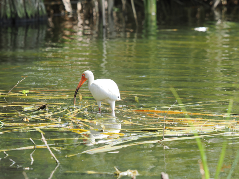 Lunch is served! This white ibis proves that patience pays off—especially when your meal swims right up to you. Lunch is served! This white ibis proves that patience pays off—especially when your meal swims right up to you.