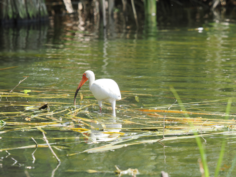 Who needs a fishing pole when you’ve got a beak like this? The white ibis shows us how to brunch, wetland-style. Who needs a fishing pole when you’ve got a beak like this? The white ibis shows us how to brunch, wetland-style.