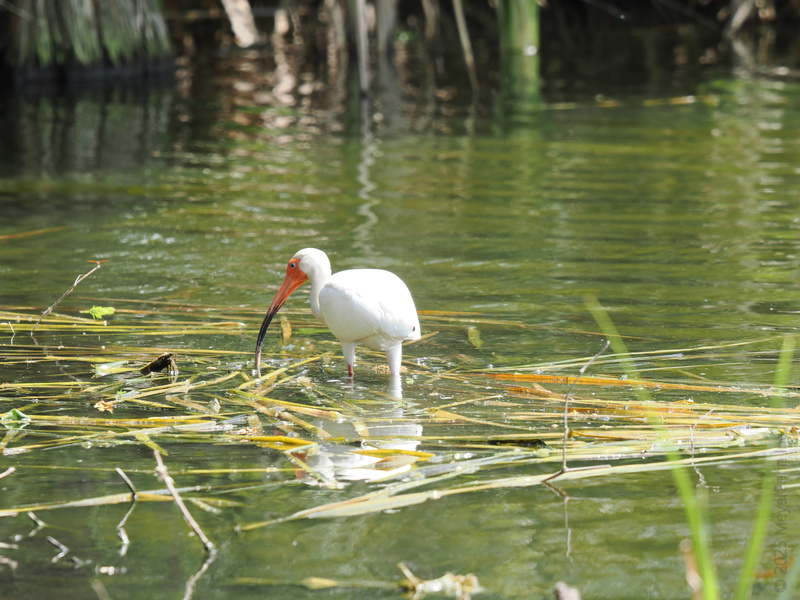 Did someone say lunch meeting? This white ibis takes pondside dining to a whole new level—out here, the freshest catch always wins. Did someone say lunch meeting? This white ibis takes pondside dining to a whole new level—out here, the freshest catch always wins.