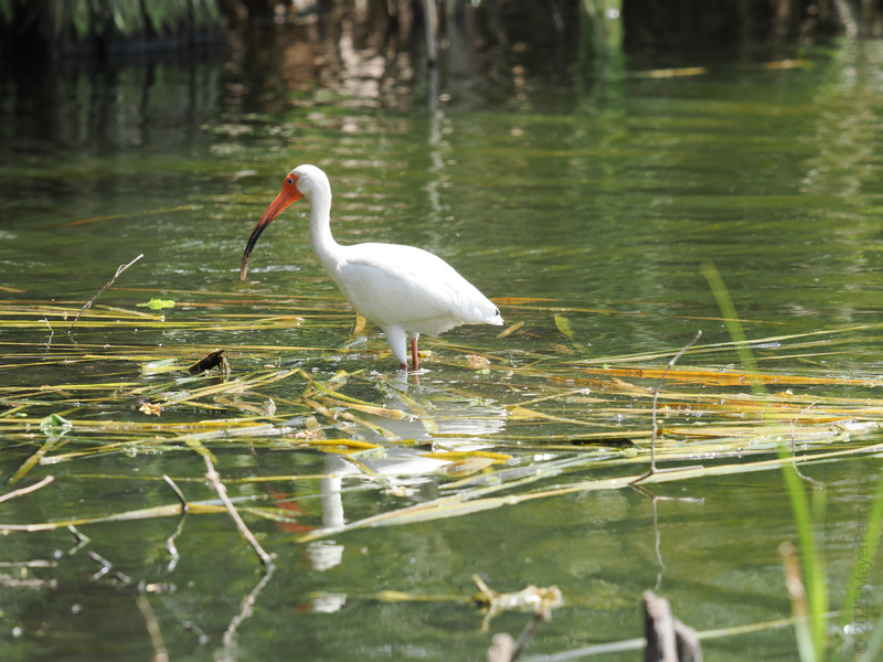 Ever seen a white ibis owning the runway? Strutting through the wetlands, this bird proves fashion and fishing can go hand in hand. Ever seen a white ibis owning the runway? Strutting through the wetlands, this bird proves fashion and fishing can go hand in hand.