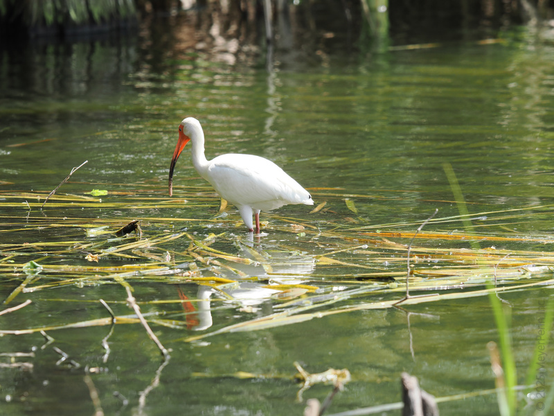 Who else is ready to wade into the weekend like this white ibis—totally chill, snack in beak, and zero worries? Who else is ready to wade into the weekend like this white ibis—totally chill, snack in beak, and zero worries?