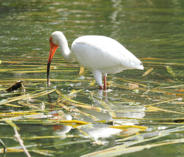 When dinner stares back at you, what’s a white ibis to do? This bird knows: some meals require a little negotiation first. When dinner stares back at you, what’s a white ibis to do? This bird knows: some meals require a little negotiation first.