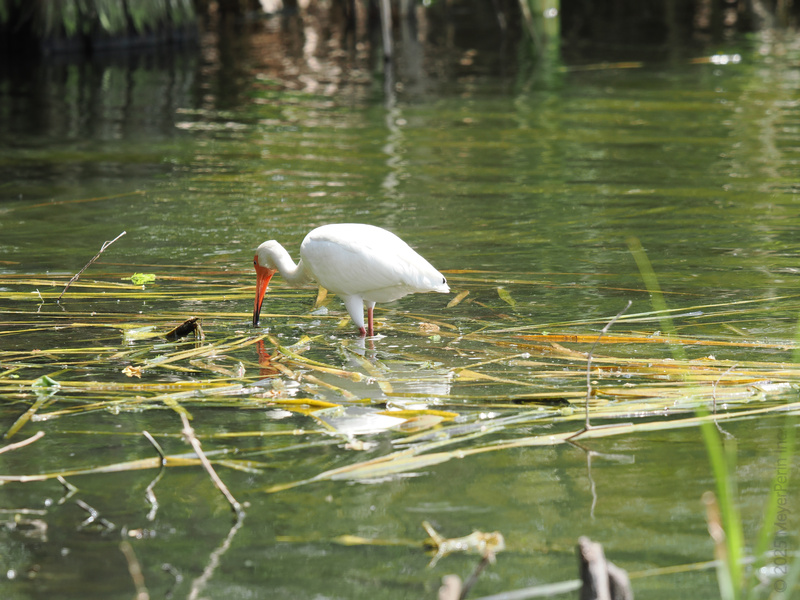 Lunch break looks different when you’re a white ibis—splashing, searching, and scoring your meal in style. Who else hunts for snacks with this much grace? Lunch break looks different when you’re a white ibis—splashing, searching, and scoring your meal in style. Who else hunts for snacks with this much grace?