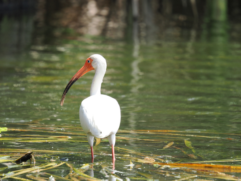 Did someone say runway ready? This white ibis is serving looks and long beaks—proving you can wade through anything with style. Did someone say runway ready? This white ibis is serving looks and long beaks—proving you can wade through anything with style.