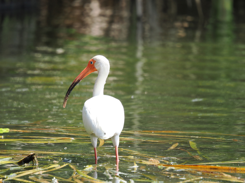 Is it just me, or does this White Ibis look like it’s got some juicy gossip to spill? Spoiler: It’s all about that premium waterfront lifestyle. Is it just me, or does this White Ibis look like it’s got some juicy gossip to spill? Spoiler: It’s all about that premium waterfront lifestyle.