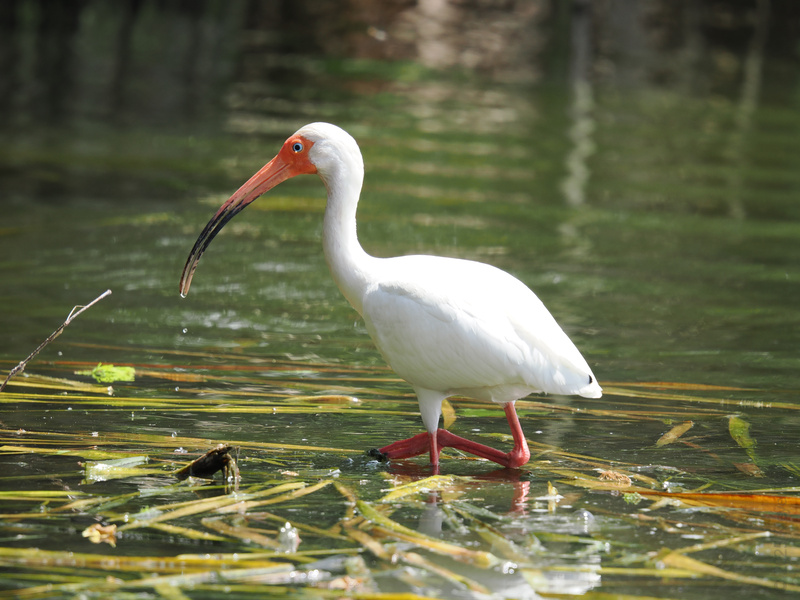 Ready to strut your stuff? This white ibis makes wading look like a runway walk—proof that confidence is always in style. Ready to strut your stuff? This white ibis makes wading look like a runway walk—proof that confidence is always in style.