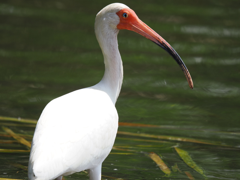 Did someone order elegance with a side of quirky? Meet the ibis, rocking that long bill like it’s the hottest trend on the wetlands runway. Did someone order elegance with a side of quirky? Meet the ibis, rocking that long bill like it’s the hottest trend on the wetlands runway.
