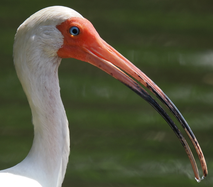 Ready for a close-up? This White Ibis proves you can stand out with just a splash of color and a stylish curve. Who says bird-watching isn’t fashionable? Ready for a close-up? This White Ibis proves you can stand out with just a splash of color and a stylish curve. Who says bird-watching isn’t fashionable?