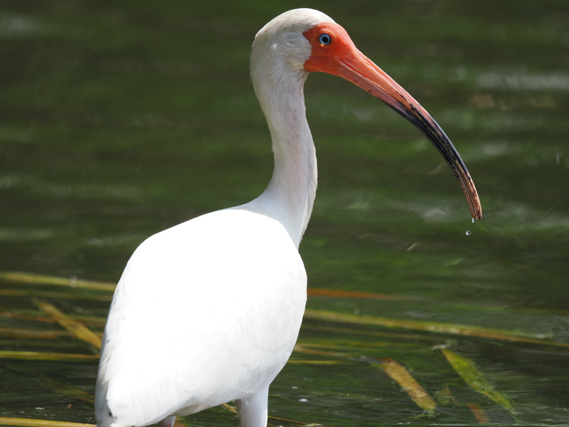 Curved bills and cooler vibes—this White Ibis takes wading in style to a whole new level. Catch me fishing for compliments all day long. Curved bills and cooler vibes—this White Ibis takes wading in style to a whole new level. Catch me fishing for compliments all day long.