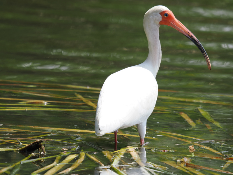 Ready for my close-up! This white ibis proves that you don’t need a filter to look fabulous while fishing for lunch. Nature’s sharpest beak, coming in hot! Ready for my close-up! This white ibis proves that you don’t need a filter to look fabulous while fishing for lunch. Nature’s sharpest beak, coming in hot!