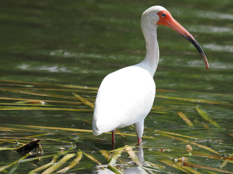 Looking for elegance? This white ibis rocks a curved bill and pristine feathers—proving nature's got the best runway game in town! Looking for elegance? This white ibis rocks a curved bill and pristine feathers—proving nature's got the best runway game in town!