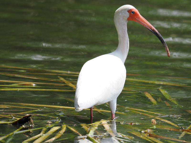 Looking for a role model in self-confidence? Meet the white ibis—strutting through life with a curved bill and zero worries. Steal their poise, embrace your day! Looking for a role model in self-confidence? Meet the white ibis—strutting through life with a curved bill and zero worries. Steal their poise, embrace your day!