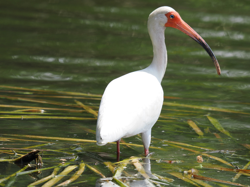 Ever seen a white ibis rock a red beak with this much confidence? Strutting through the shallows like it owns the place—because it basically does. Ever seen a white ibis rock a red beak with this much confidence? Strutting through the shallows like it owns the place—because it basically does.