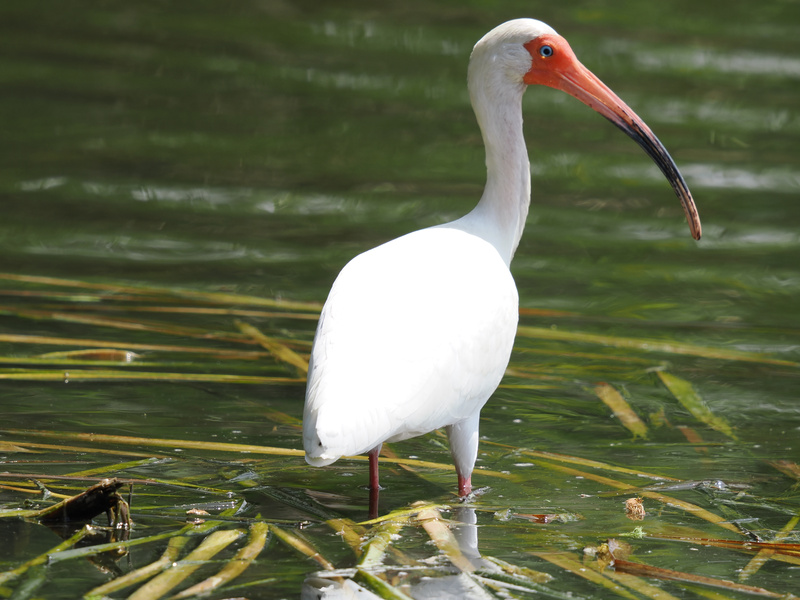 Heads up, the white ibis is on patrol! When you’ve got a bill like that, you know you’re fishing for compliments—and maybe a tasty snack. Heads up, the white ibis is on patrol! When you’ve got a bill like that, you know you’re fishing for compliments—and maybe a tasty snack.