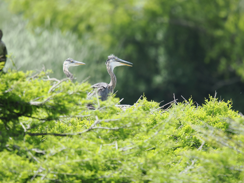 Spotted: Two great blue herons playing hide-and-seek like pros—who says birdwatching can’t be a little bit wild and a whole lot fun? Spotted: Two great blue herons playing hide-and-seek like pros—who says birdwatching can’t be a little bit wild and a whole lot fun?