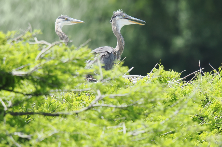 Spotted: two great blue herons pretending to be undercover spies. Nature's top-secret meeting just got crashed—don’t worry, we won’t tell! Spotted: two great blue herons pretending to be undercover spies. Nature's top-secret meeting just got crashed—don’t worry, we won’t tell!