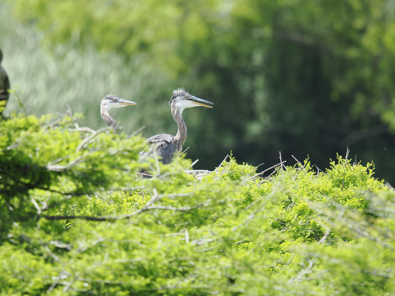 Spotted: two great blue herons practicing their stealth mode. Nature’s hide-and-seek champions are serving serious green room vibes today! Spotted: two great blue herons practicing their stealth mode. Nature’s hide-and-seek champions are serving serious green room vibes today!