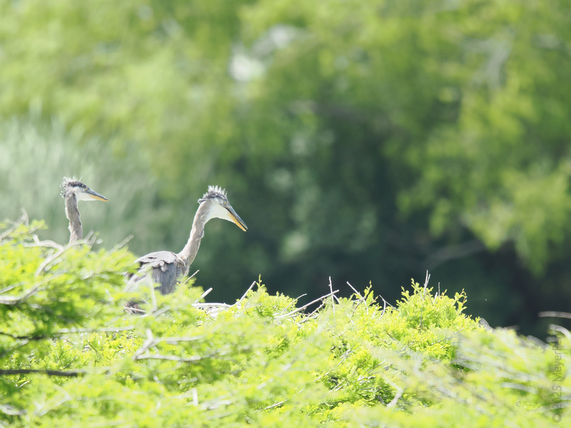 Double trouble in the treetops! These great blue herons know the best way to enjoy the view is with a pal and a fresh, feathered hairdo. Double trouble in the treetops! These great blue herons know the best way to enjoy the view is with a pal and a fresh, feathered hairdo.