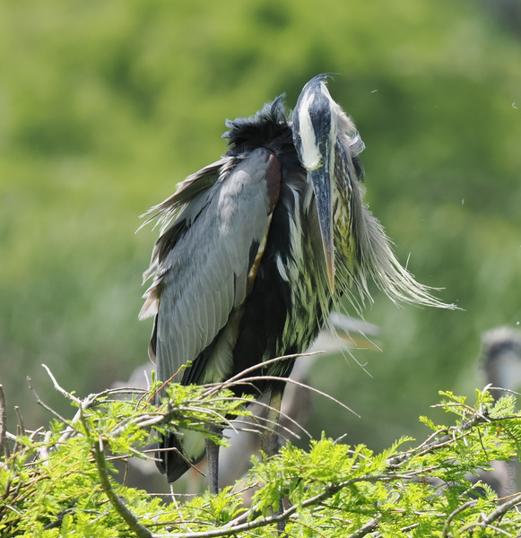 Ever seen a Great Blue Heron pull off the perfect feather flip? This bird proves self-care is truly for the birds—and it’s always in style. Ever seen a Great Blue Heron pull off the perfect feather flip? This bird proves self-care is truly for the birds—and it’s always in style.