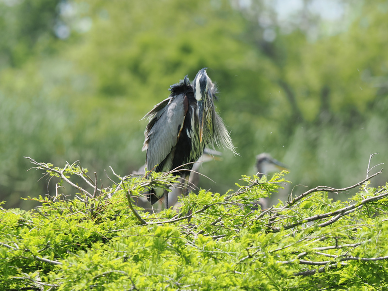 Bad feather day? The great blue heron knows style is all about confidence—ruffled or not, it always owns the spotlight. Bad feather day? The great blue heron knows style is all about confidence—ruffled or not, it always owns the spotlight.