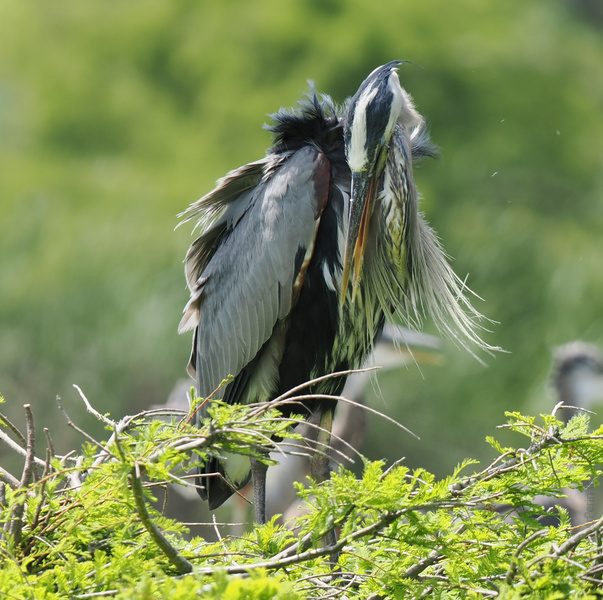 Bad feather day? The great blue heron says preening is always in style—because confidence never goes out of fashion. Bad feather day? The great blue heron says preening is always in style—because confidence never goes out of fashion.