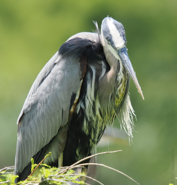 Caught napping or perfecting the power pose? This Great Blue Heron knows good things come to those who wait—preferably somewhere scenic. Caught napping or perfecting the power pose? This Great Blue Heron knows good things come to those who wait—preferably somewhere scenic.