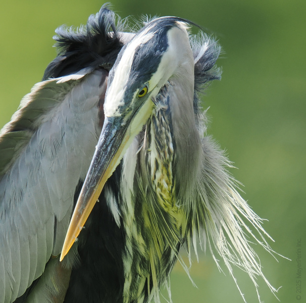 Who needs a runway when you’ve got feathers like these? The Great Blue Heron proves style is all about confidence and a killer stare. Who needs a runway when you’ve got feathers like these? The Great Blue Heron proves style is all about confidence and a killer stare.