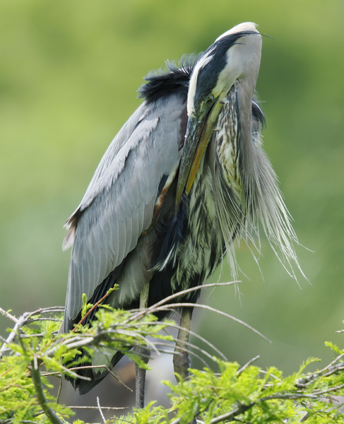 When your hair day is this good, even a great blue heron stops to admire itself. Nature’s runway look, coming in feathered and fabulous! When your hair day is this good, even a great blue heron stops to admire itself. Nature’s runway look, coming in feathered and fabulous!