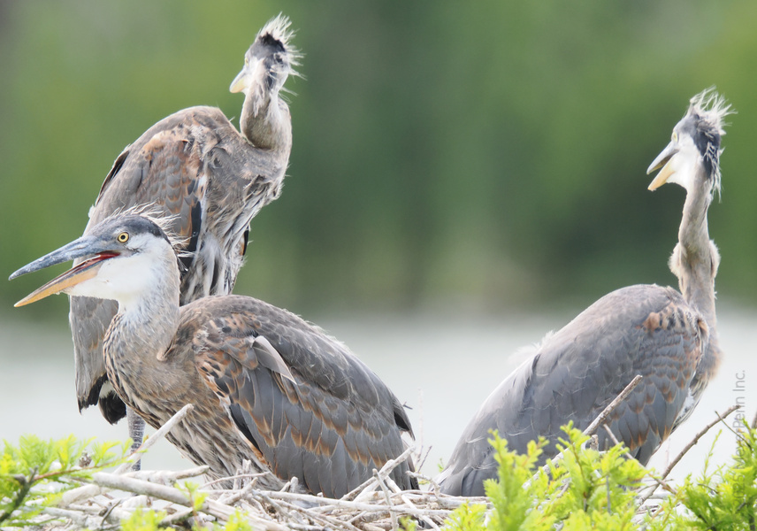 Did someone say fashionably late? These Great Blue Herons are serving runway looks and serious attitude—nest life never looked so fly. Did someone say fashionably late? These Great Blue Herons are serving runway looks and serious attitude—nest life never looked so fly.