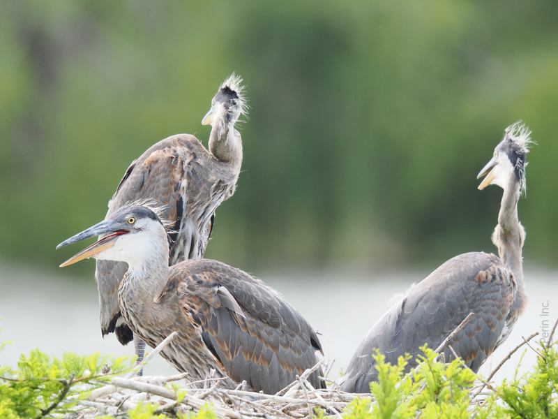 Who invited the bedhead squad? These Great Blue Herons are proof that every day is a good hair day when you're rocking wild confidence. Who invited the bedhead squad? These Great Blue Herons are proof that every day is a good hair day when you're rocking wild confidence.