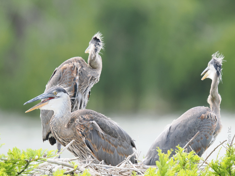 Ever seen a bad feather day? These great blue herons call it fashion—strutting their nest like it’s nature’s own runway. Ever seen a bad feather day? These great blue herons call it fashion—strutting their nest like it’s nature’s own runway.