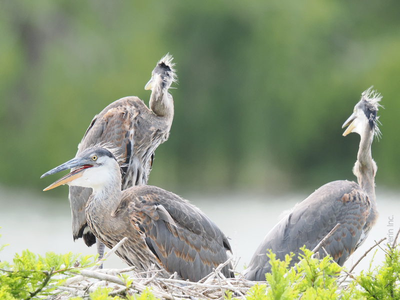 Talk about a bad feather day! These great blue herons prove that family style comes in all shapes—especially windswept. Talk about a bad feather day! These great blue herons prove that family style comes in all shapes—especially windswept.