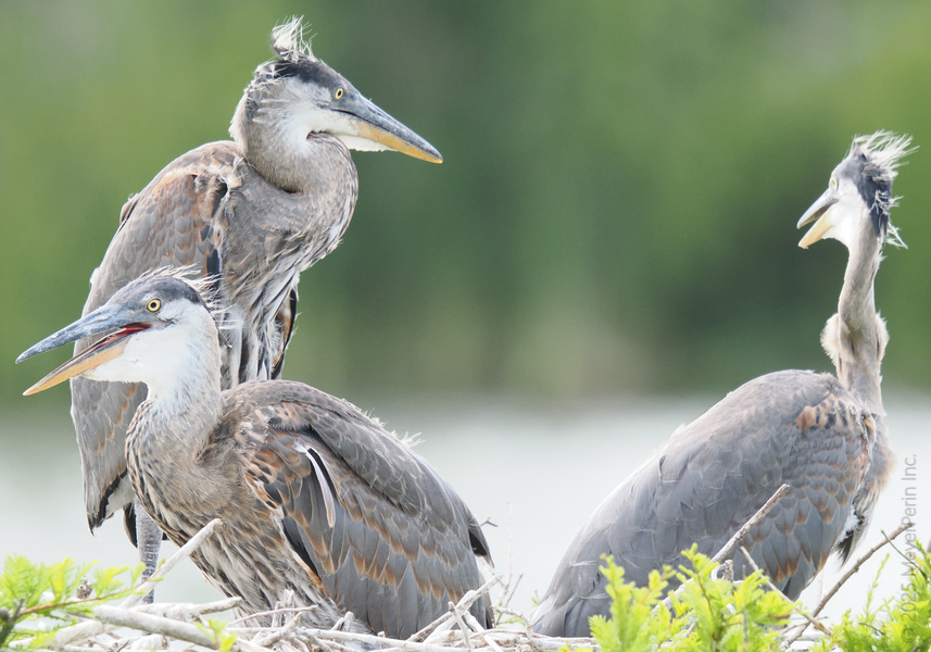 Ever seen a bad feather day? These Great Blue Herons make messy chic look effortless while plotting their next snack and sibling shenanigans. Ever seen a bad feather day? These Great Blue Herons make messy chic look effortless while plotting their next snack and sibling shenanigans.
