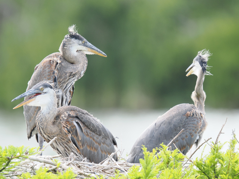 Bad feather day? These great blue herons say “messy chic” is always in style when you’re hanging out with your favorite nest-mates. Bad feather day? These great blue herons say “messy chic” is always in style when you’re hanging out with your favorite nest-mates.