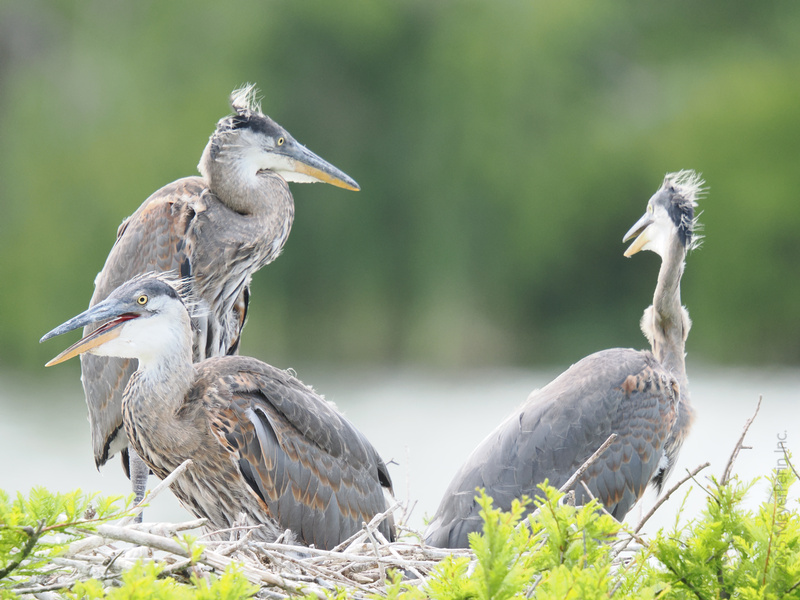Bad hair day? These Great Blue Herons totally get it. When your nest is the hottest spot in town, there’s no time to fix your feathers—just strike a pose and own the look! Bad hair day? These Great Blue Herons totally get it. When your nest is the hottest spot in town, there’s no time to fix your feathers—just strike a pose and own the look!