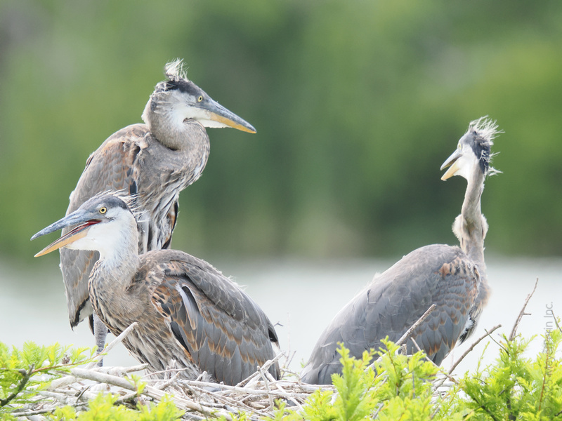 Did someone say “bad feather day”? These great blue herons are here to prove that nest hair, don’t care—confidence is always in style. Did someone say “bad feather day”? These great blue herons are here to prove that nest hair, don’t care—confidence is always in style.