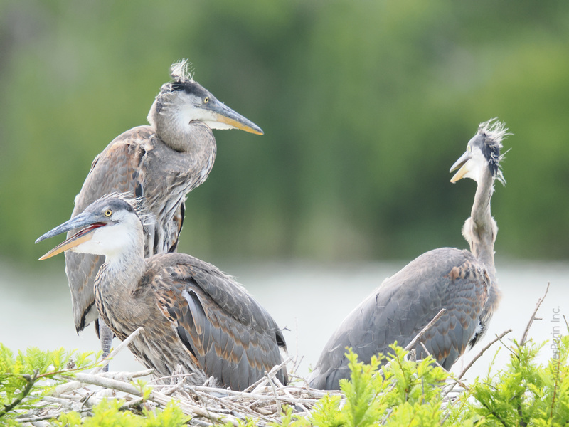 Bad feather day? These Great Blue Herons totally understand. Looking this stylish in the wild is harder than it looks! Bad feather day? These Great Blue Herons totally understand. Looking this stylish in the wild is harder than it looks!