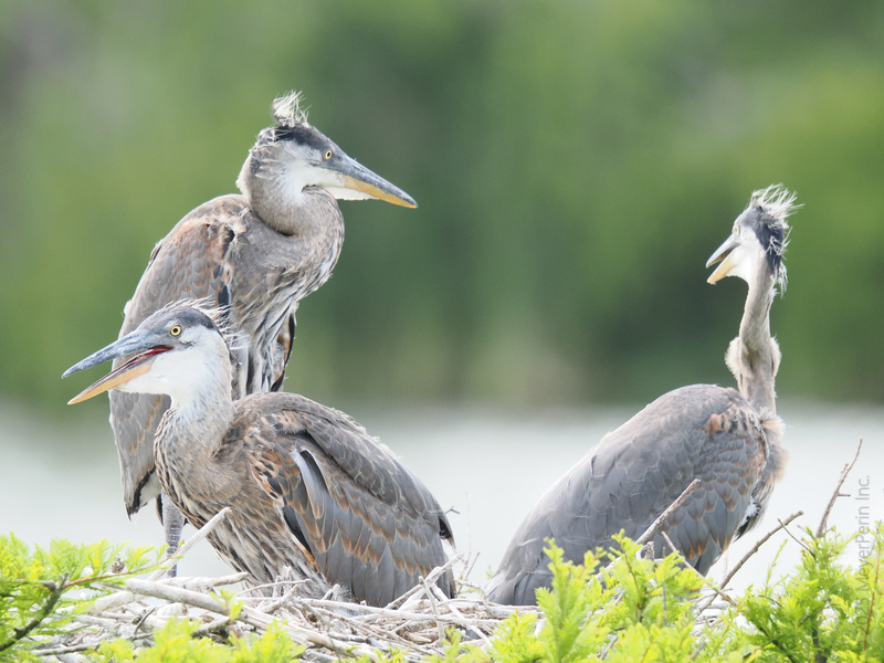 Start your week with serious heron-titude! These great blue herons know how to work a nest—and a hairstyle. Family meetings never looked so stylish. Start your week with serious heron-titude! These great blue herons know how to work a nest—and a hairstyle. Family meetings never looked so stylish.