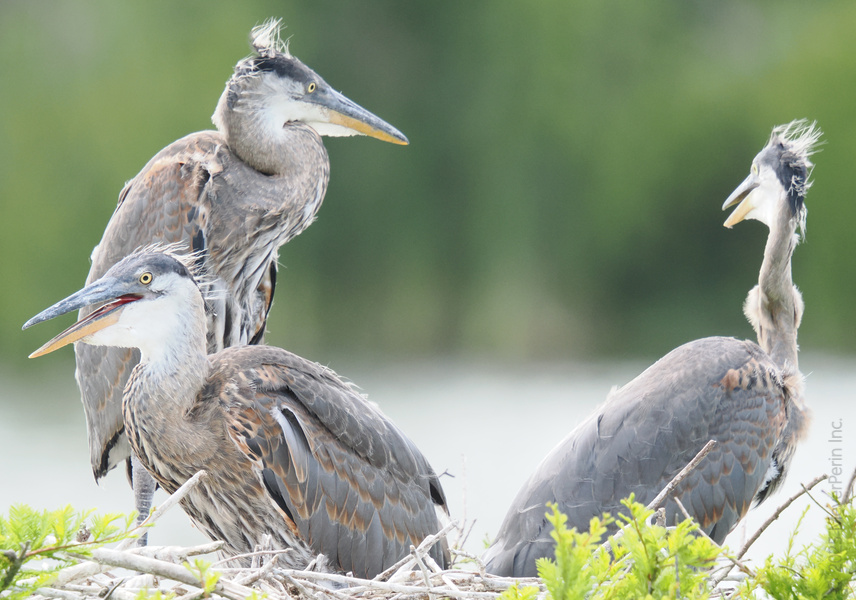 Ever seen a great blue heron’s bad feather day? This squad proves bird style is all about confidence—and the occasional wind gust. Ever seen a great blue heron’s bad feather day? This squad proves bird style is all about confidence—and the occasional wind gust.