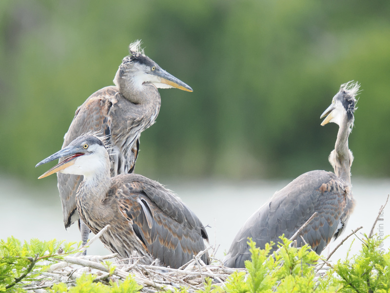 Ever feel a bad hair day coming on? These great blue herons prove every day is a runway when you’ve got confidence—and a nest full of personality. Ever feel a bad hair day coming on? These great blue herons prove every day is a runway when you’ve got confidence—and a nest full of personality.