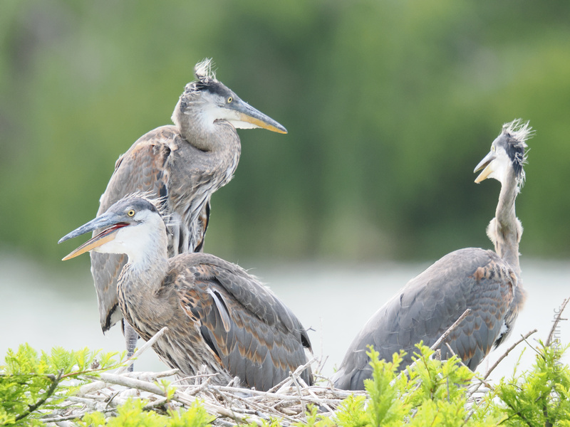 Not a bad hair day—just a trio of Great Blue Herons showing off their messy chic. When you’re this fly, every day is picture day. Not a bad hair day—just a trio of Great Blue Herons showing off their messy chic. When you’re this fly, every day is picture day.