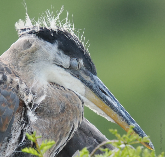 When your bed head is fierce but your nap game is fiercer—this Great Blue Heron knows how to snooze in style. When your bed head is fierce but your nap game is fiercer—this Great Blue Heron knows how to snooze in style.