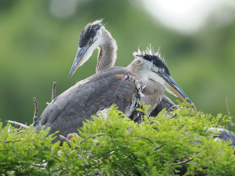 Double the drama, double the style—these great blue herons just made sibling rivalry look picture perfect. Who knew feathers could serve this much attitude? Double the drama, double the style—these great blue herons just made sibling rivalry look picture perfect. Who knew feathers could serve this much attitude?
