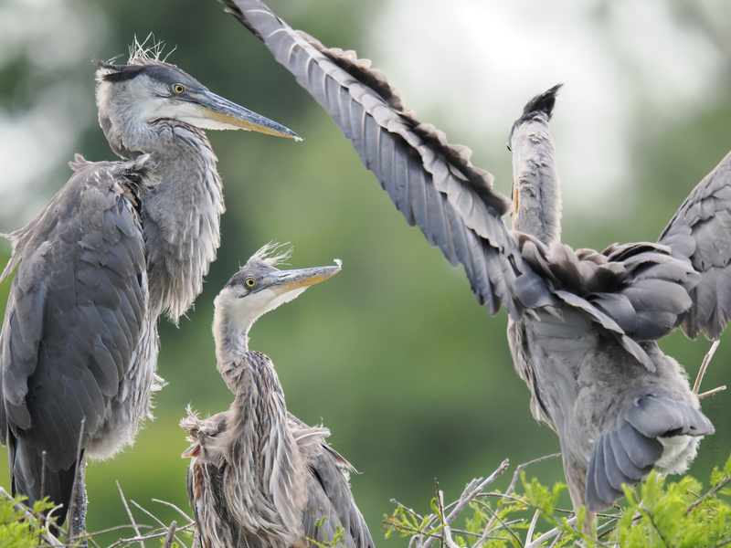 Family meeting in session! The great blue herons are airing their feathers and their grievances—spoiler: someone’s late with the fish delivery again. Family meeting in session! The great blue herons are airing their feathers and their grievances—spoiler: someone’s late with the fish delivery again.