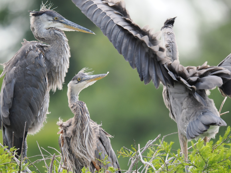 Drama in the treetops! These Great Blue Herons know every family gathering needs a little chaos—and maybe a dramatic exit. Drama in the treetops! These Great Blue Herons know every family gathering needs a little chaos—and maybe a dramatic exit.