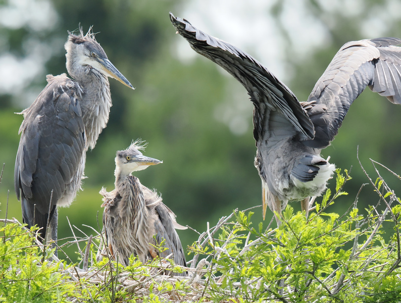 Family meeting—feathered drama guaranteed! These Great Blue Herons know that every nest has a little mayhem, a lot of love, and one show-off with serious wingspan. Family meeting—feathered drama guaranteed! These Great Blue Herons know that every nest has a little mayhem, a lot of love, and one show-off with serious wingspan.