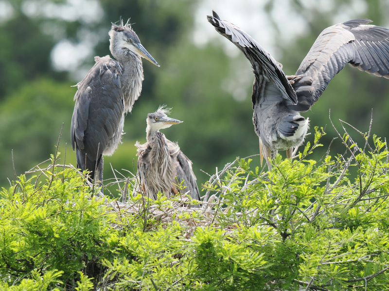 Heron family meeting: some of us are ready to take flight, and some of us are just working on getting our feathers right. Every nest has its day! Heron family meeting: some of us are ready to take flight, and some of us are just working on getting our feathers right. Every nest has its day!