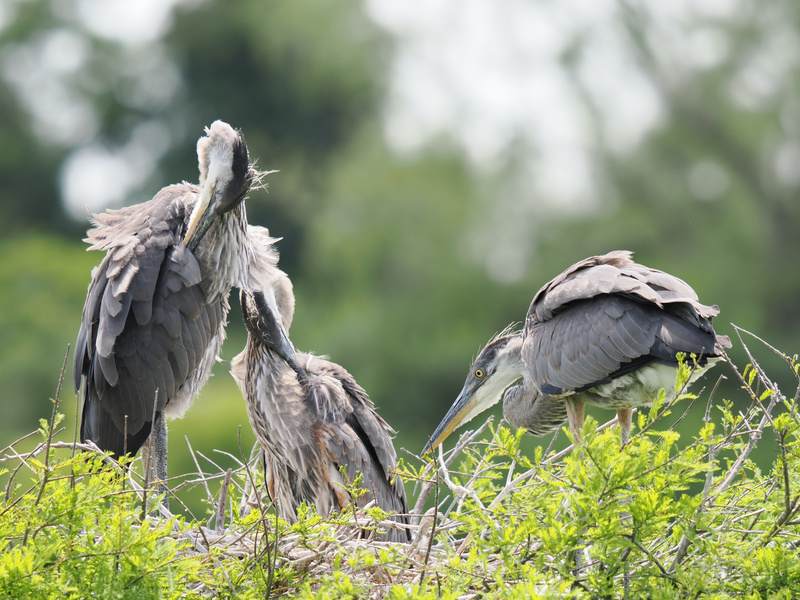 Ever seen a family meeting led by a Great Blue Heron? Feathers ruffled, but everyone’s on the same nest—nature’s drama, live and unscripted! Ever seen a family meeting led by a Great Blue Heron? Feathers ruffled, but everyone’s on the same nest—nature’s drama, live and unscripted!