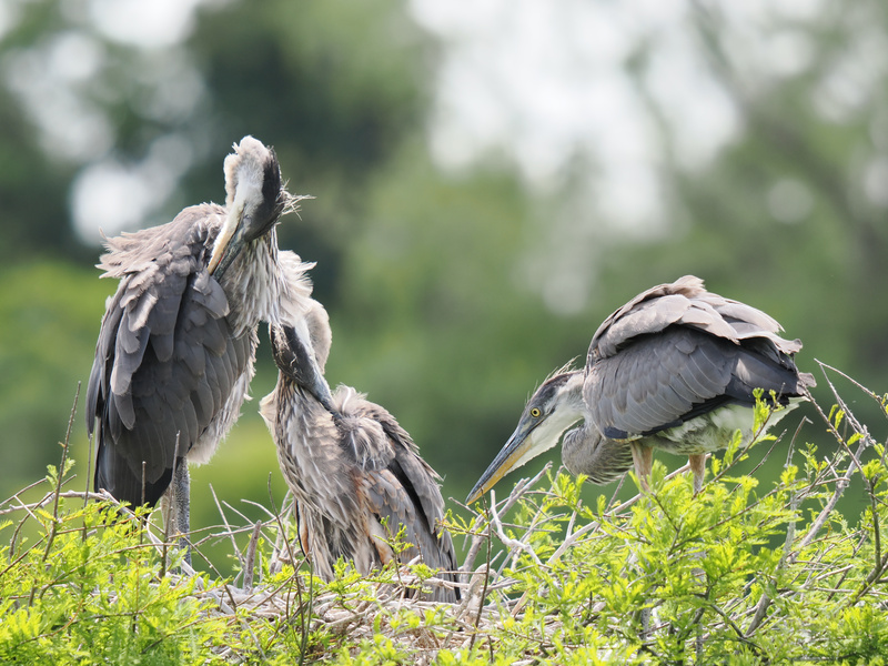 Guess who’s having a bad feather day? This family of herons proves that sometimes, a little nest hair don’t care goes a long way! Guess who’s having a bad feather day? This family of herons proves that sometimes, a little nest hair don’t care goes a long way!